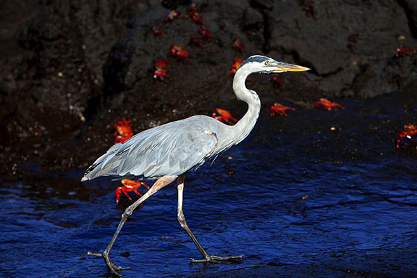 Equateur, iles Galapagos skippers.ch