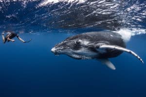 Plongee-avec-les-baleines-©-Gregory-Lecoeur